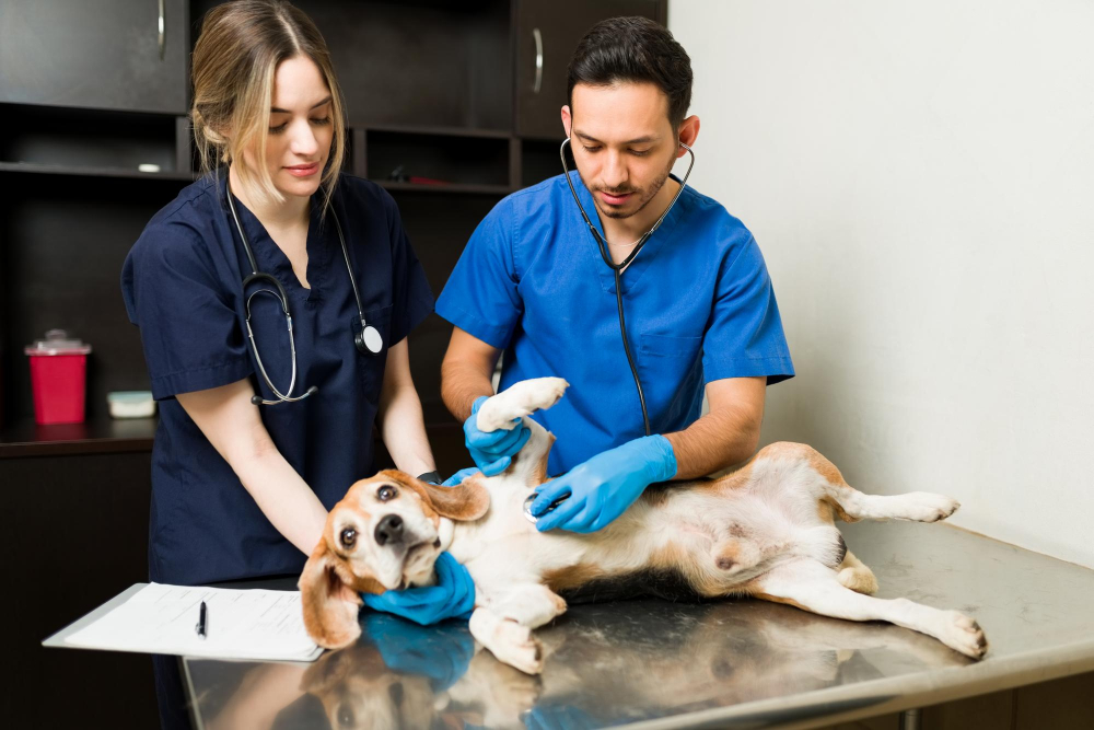 Pet Emergency Care Tips: What Every Pet Owner Should Know