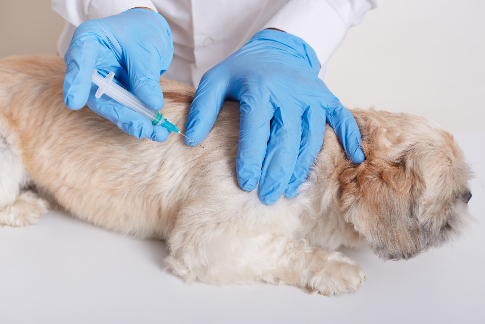 Pet Vaccination Guide: Essential Vaccines for Healthy Pets
