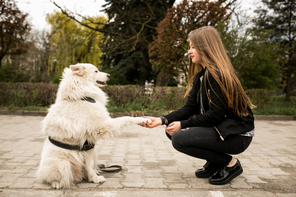 Puppy Training Basics: A Beginner’s Guide to Raising a Well-Behaved Dog